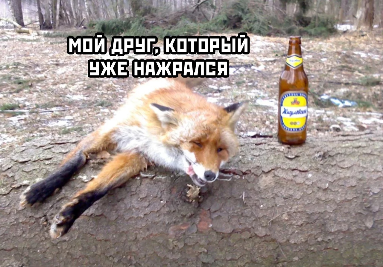 Пьяная лиса фото