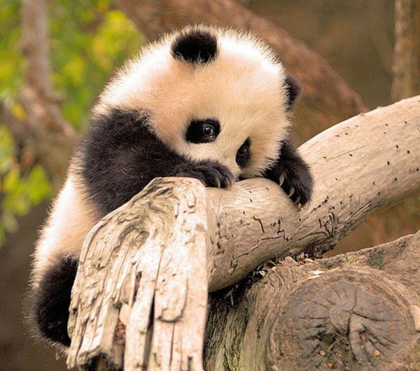 autokoreazap.ru Огастес Браун «Почему панда стоит на голове и другие удивительные истории о животных»