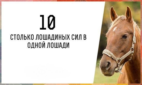 Сколько лошадей у человека