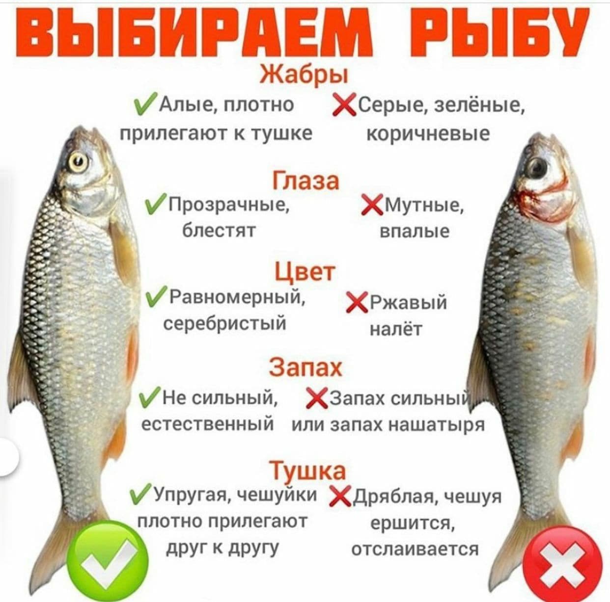 Какая рыба плохая. Как выбрать свежую рыбу. Как отличить свежую рыбу. Как правильно выбрать свежую рыбу. Как определить свежесть рыбы.