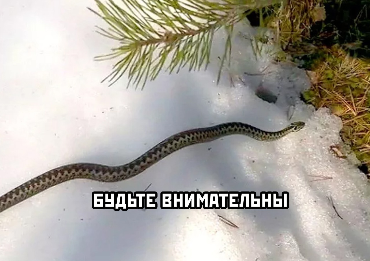 Гадюки в ленинградской области. Степная гадюка зимовка. Змеи зимой. Снежная змея. Гадюка на снегу.