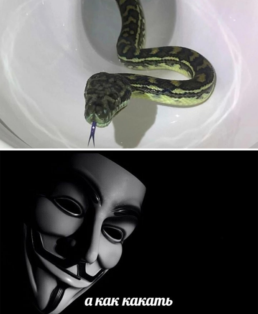 Как какает змея фото. Змея из туалета в Австралии. Змея выползла из унитаза. Змея выползает из туалета.