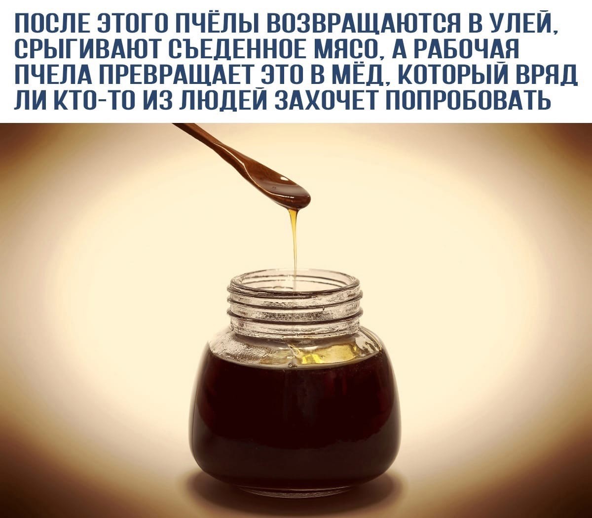 Extract year from date. Черный мед. Vulture Bee мёд. Мед пчел стервятников. Пчелы мед из мяса.