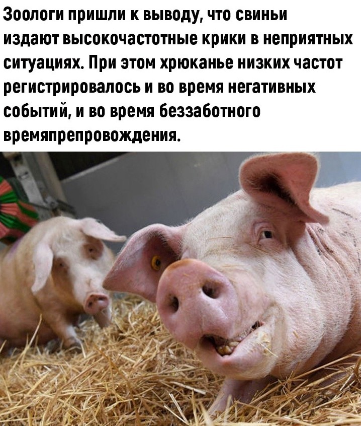 Русский язык свиней. Загон для свиней. Как хрюкают в разных странах.