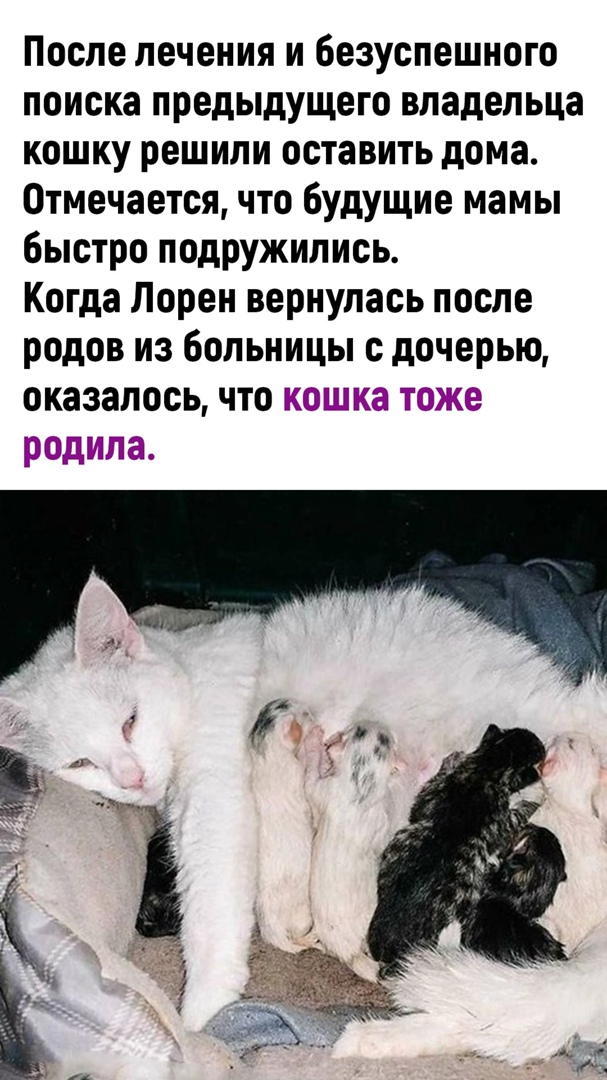 К чему снятся рождающиеся котята